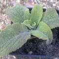 naparstnica sadzonka