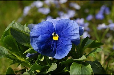 Bratki... #Bratki #makro #kwiaty