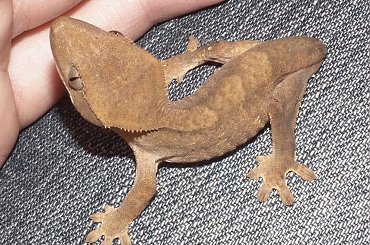 #CrestedGecko #GekonOrzęsiony #RhacodactylusCiliatus