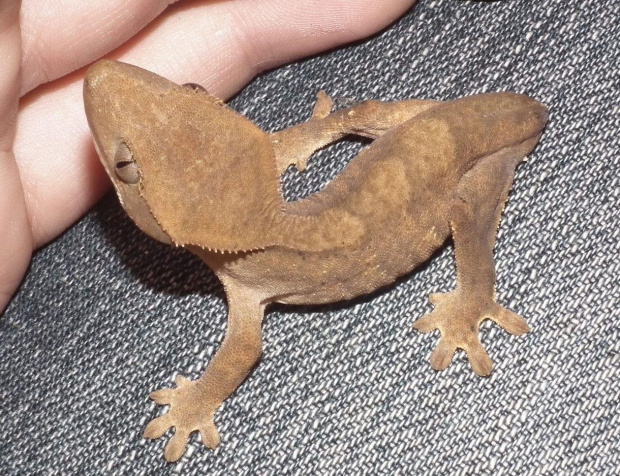 #CrestedGecko #GekonOrzęsiony #RhacodactylusCiliatus