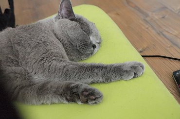 Pufa #kot #brytyjczyk