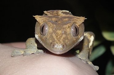 #CrestedGecko #GekonOrzęsiony #RhacodactylusCiliatus