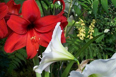 hibiskus #bialy #czerwony #hibiskus #Kwiaty #lato #wiosna