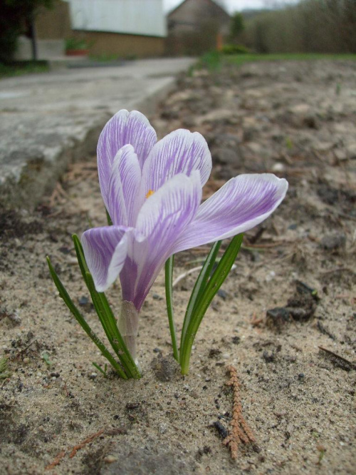Uśmich natury w obliczu szarości naszej rzeczywistości #kwiaty #wiosna