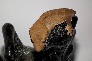 #CrestedGecko #GekonOrzęsiony #RhacodactylusCiliatus