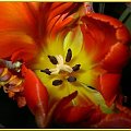a w głębi tulipana.... #makro #rośliny #kwiaty
