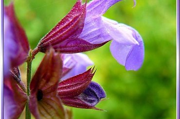 szałwia chciała pokazać język.... #makro #ZBliska #roślinki #szałwia #zioła