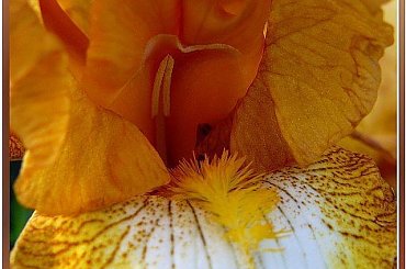 pokazuje język? nie ładnie! #irys #makro #ZBliska #kwiat