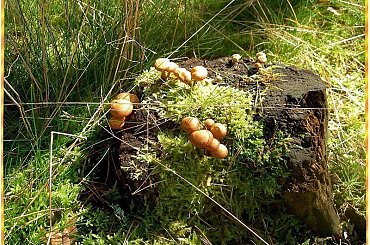 Niezaprzeczalna uroda grzybów, może jadalnych, może nie ale na pewno nierozerwalnie związanych z tą porą roku! #grzyby #RunoLeśne #WLesie #jesień