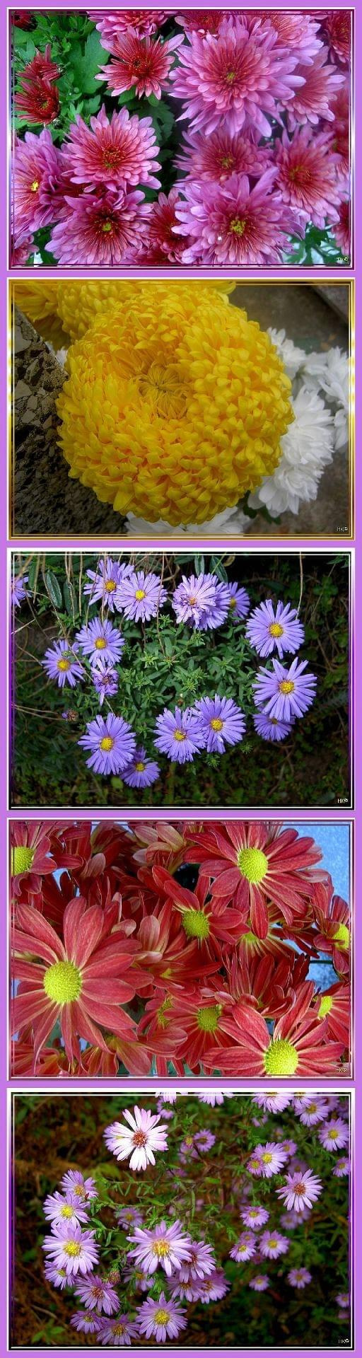 trochę jesieni w moim ogrodzie...nadal ogrom kwiatów! #jesień #collage #rośliny