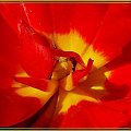 "serce" tulipana #makro #natura