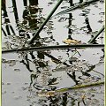 Jez. Otomino - odbite w wodzie #JezioroOtomino #roślinność #mokro #woda #Gdańsk #sitowie