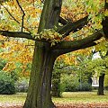 Jesienne stare drzewa w Parku Miejskim #jesień #widok #drzewo