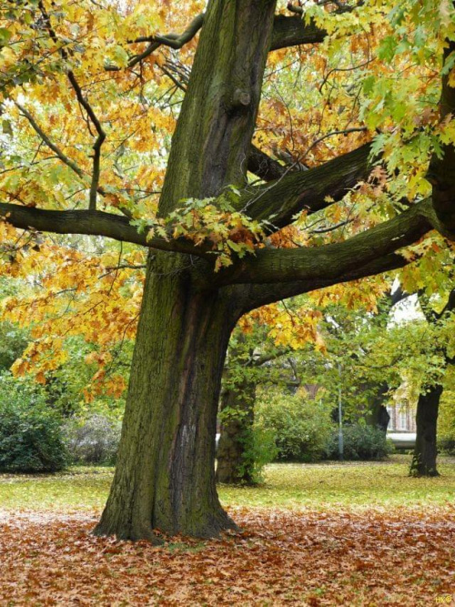 Jesienne stare drzewa w Parku Miejskim #jesień #widok #drzewo