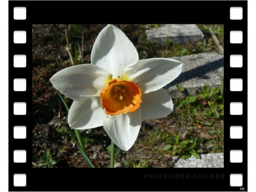 w ogrodzie,jak gwiazda... wiosenna #wiosna #ogród #narcyz