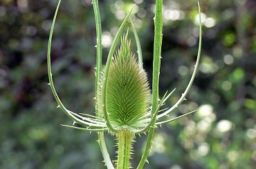 To sa wyniki mojej dzisiejszej eskapady . #Chwast