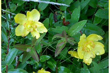 w ogrodzie...wiesiołek po deszczu #ogród #kwiaty #ZBliska #przyroda