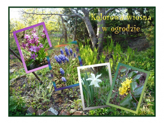 W moim ogrodzie wiosna w pełni #wiosna #ogród #collage #kwiaty #kolory