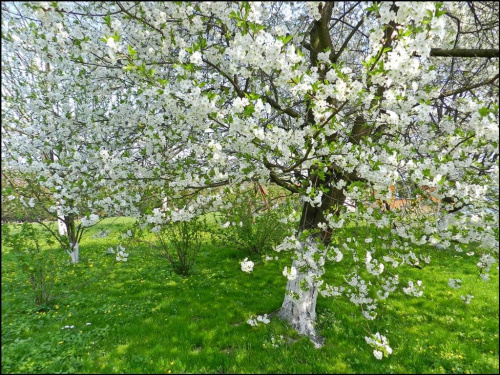 wiosenne Podkarpacie #przyroda #wiosna