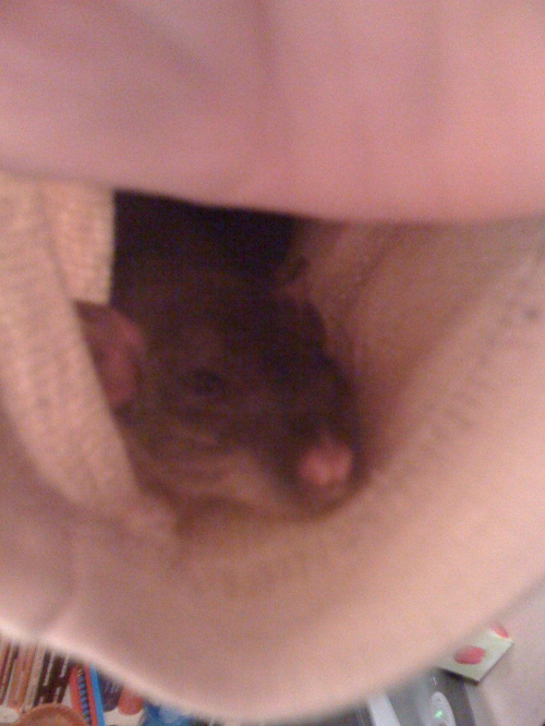 Ej, nie przeszkadzaj! LEŻĘ!