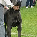 #CaneCorso #psy #wystawa