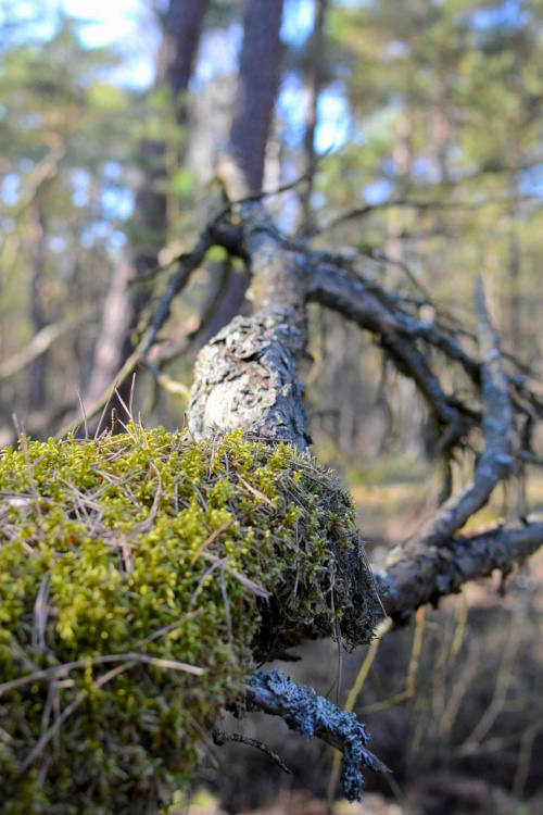 Wiosna jak widać ciężko budzi się w Smołdzińskim Lesie.