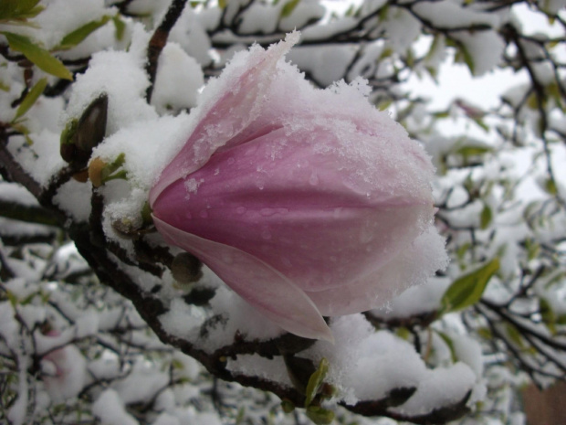 Śniegowe magnolie :)