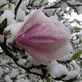 Śniegowe magnolie :)