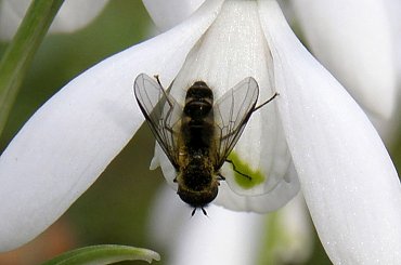 #pszczoła #przebiśnieg #wiosna #owad