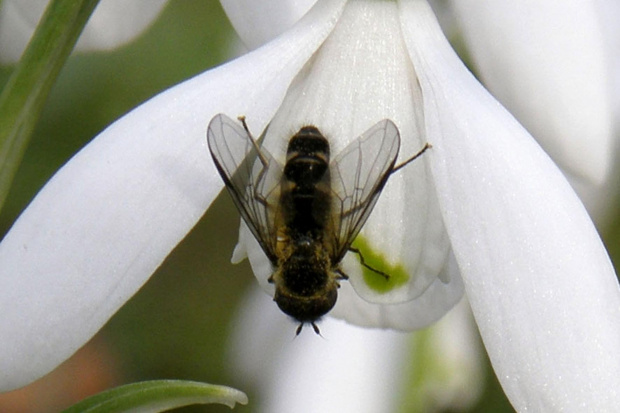 #pszczoła #przebiśnieg #wiosna #owad