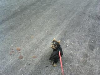 chico, york, yorkshire terrier