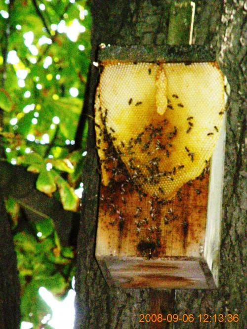 ten sam rój pszczół w stworzonym przez siebie ulu po dwóch miesiącach...