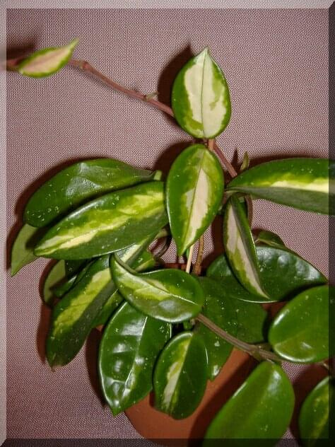 hoya tricolor