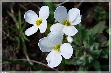 #kwiaty #OgródWiosna