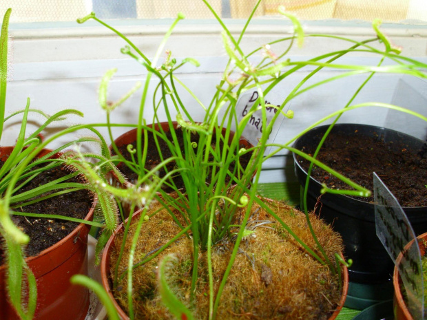 D. binata #drosera #owadożery #rośiny