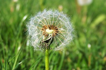 dmuchawce, latawce.. #dmuchawiec #łąka #wiosna