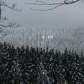 lasy w okolicach Kolbuszowej-zima 2009
