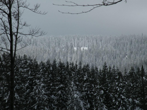 lasy w okolicach Kolbuszowej-zima 2009