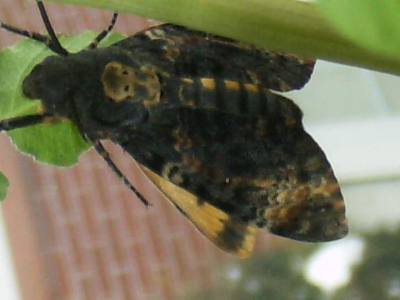 Acherontia atropos