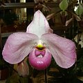 Paphiopedilum