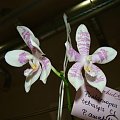 Phalaenopsis tetraspis C1 x Phal. amabilis