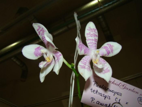 Phalaenopsis tetraspis C1 x Phal. amabilis