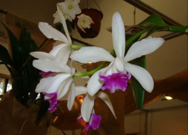 Laeliocattleya