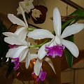 Laeliocattleya