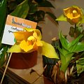 Lycaste aromatica