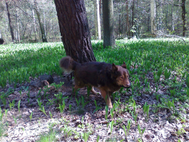 maj 2011 Stefan i labek córki Wioli