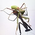 Stagmomantis limbata