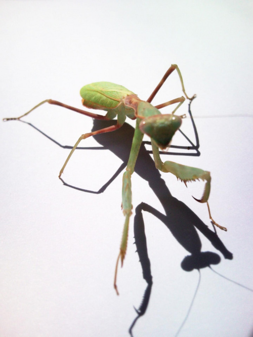 Stagmomantis limbata