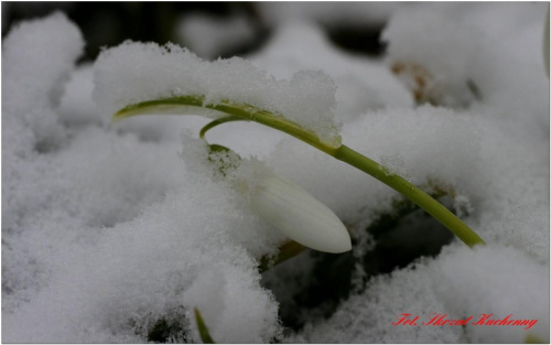 #przebiśniegi #śnieg #makro