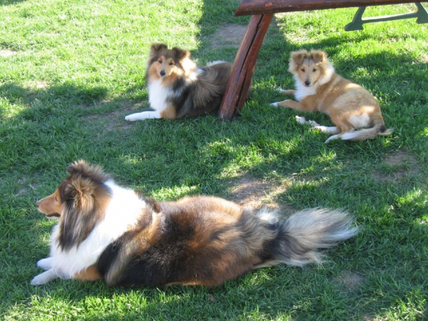 Amber Sun FCI,
owczarek szetlandzki, sheltie, #AmberSunFCI